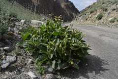 Physochlaina praealta